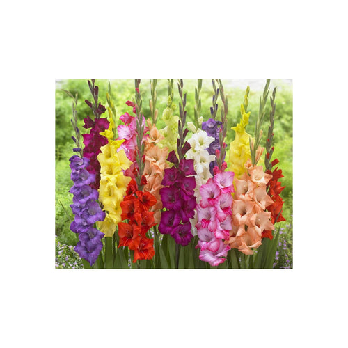 Premium imported Gladiolus bulbs in mixed colors, perfect for enhancing your garden with vibrant blooms. Available at Curat Cart.