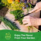 Herb Seeds Variety Pack from Curat Cart offers fresh flavors for your garden. 100% Authentic, available in India.