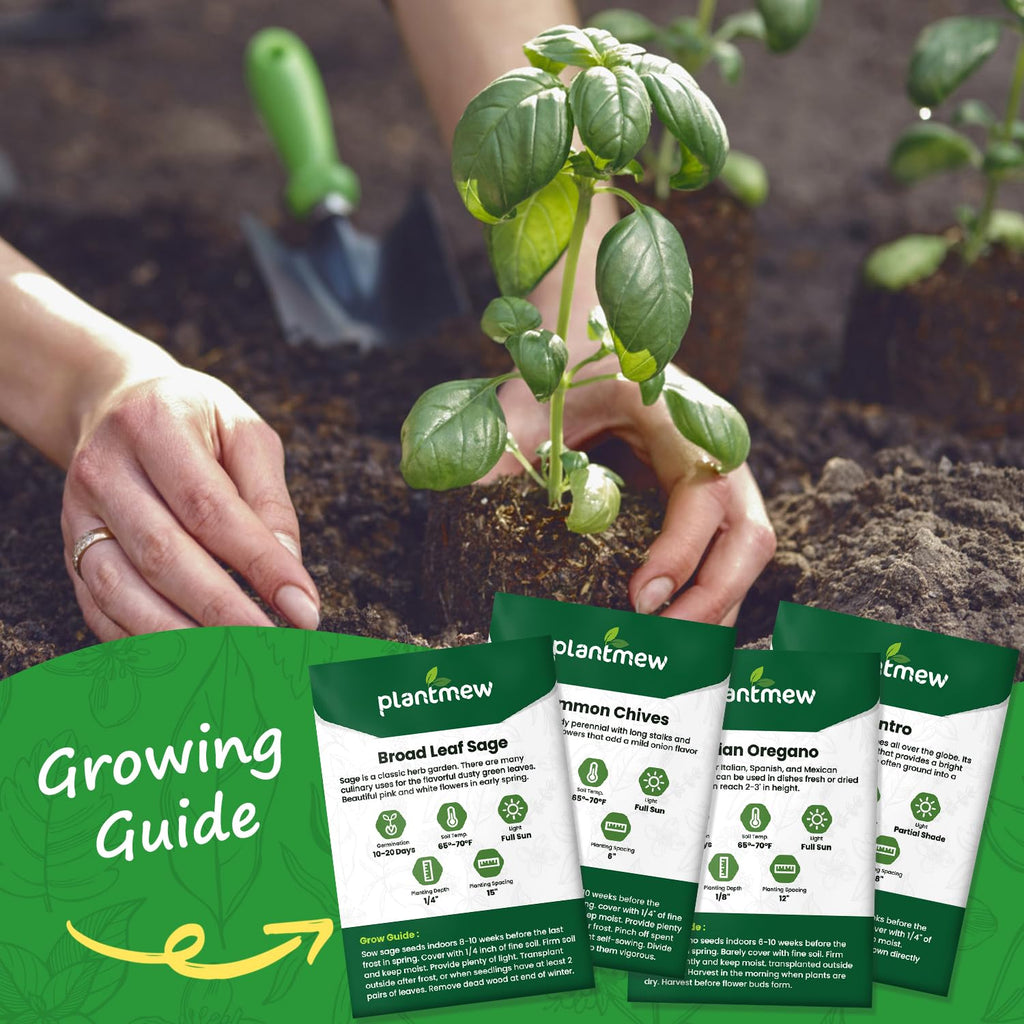 Discover the exclusive Herb Seeds Variety Pack, specially curated by Curat Cart, featuring Broad Leaf Sage and more. Perfect for your garden.
