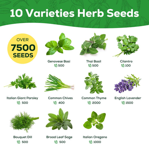Discover the Herb Seeds Variety Pack with over 7500 seeds, 100% Authentic and available in India at Curat Cart.