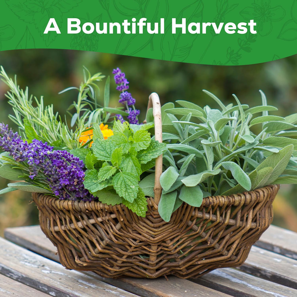 Explore the premium imported Herb Seeds Variety Pack from Curat Cart, featuring a bountiful harvest of fresh herbs.