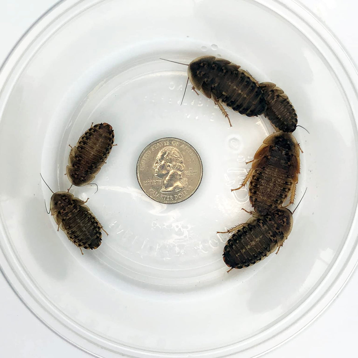 Premium imported large Dubia roaches showcased with a quarter for size reference, available at Curat Cart.