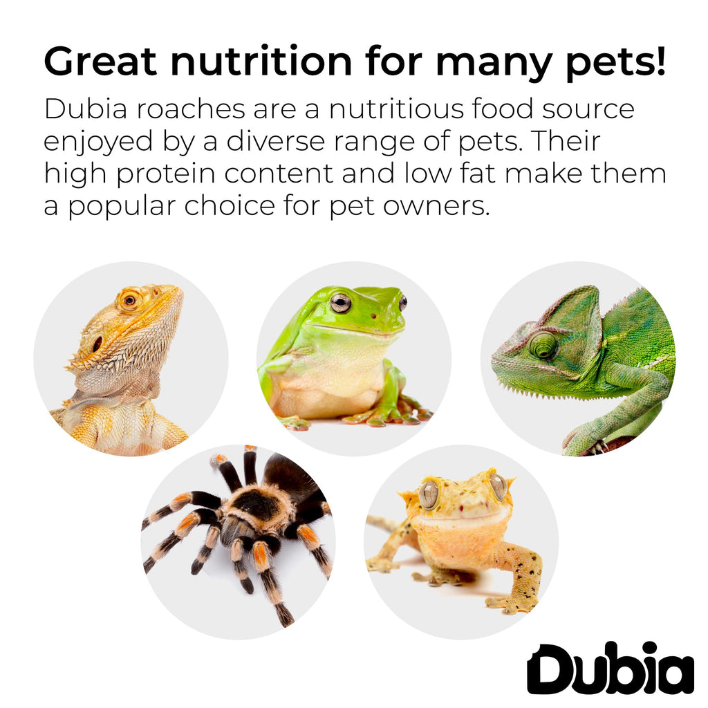 Nutritious Dubia roaches for pets, featuring high protein content and low fat. Available at Curat Cart for pet owners.