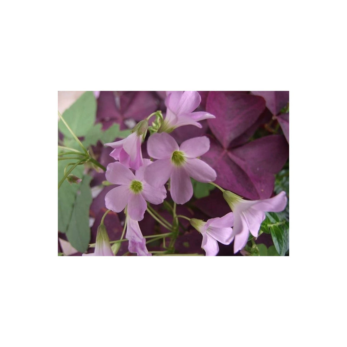 Discover high-quality Purple Oxalis Bulbs for Planting from Curat Cart, featuring beautiful pink blooms and lush foliage.