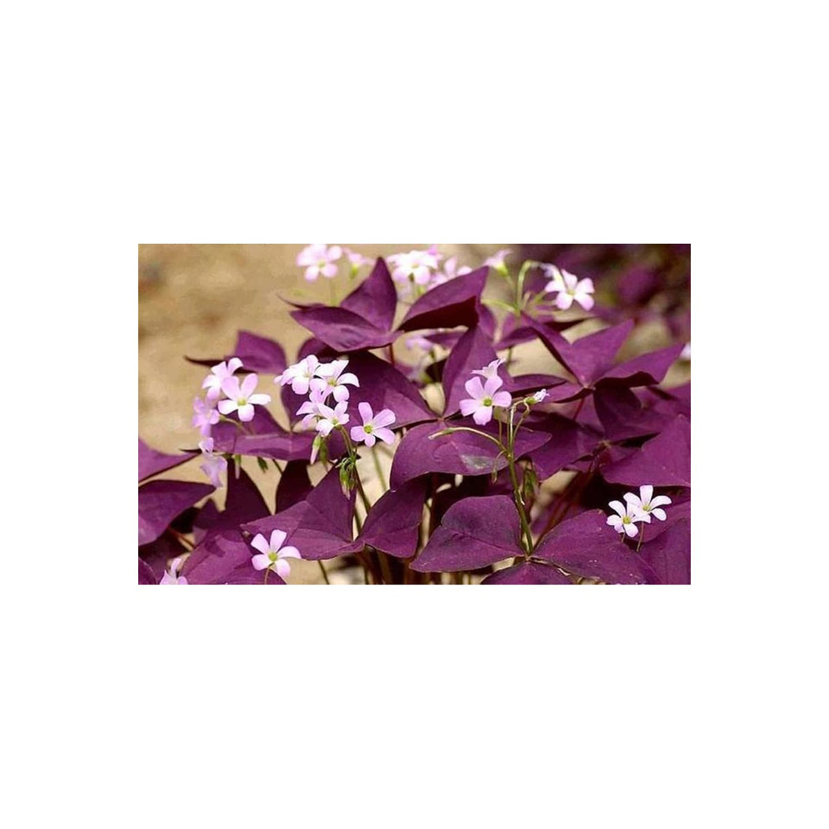 Discover premium Purple Oxalis Bulbs for Planting, specially curated by Curat Cart for your garden needs. Elevate your space today.