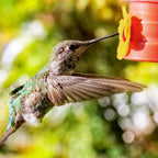 Enhance your garden with Hummingbird Feeders Replacement Flowers, specially curated by Curat Cart for vibrant feeding experiences.