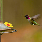 Premium imported Hummingbird Feeders Replacement Flowers, perfect for attracting birds. Available at Curat Cart.