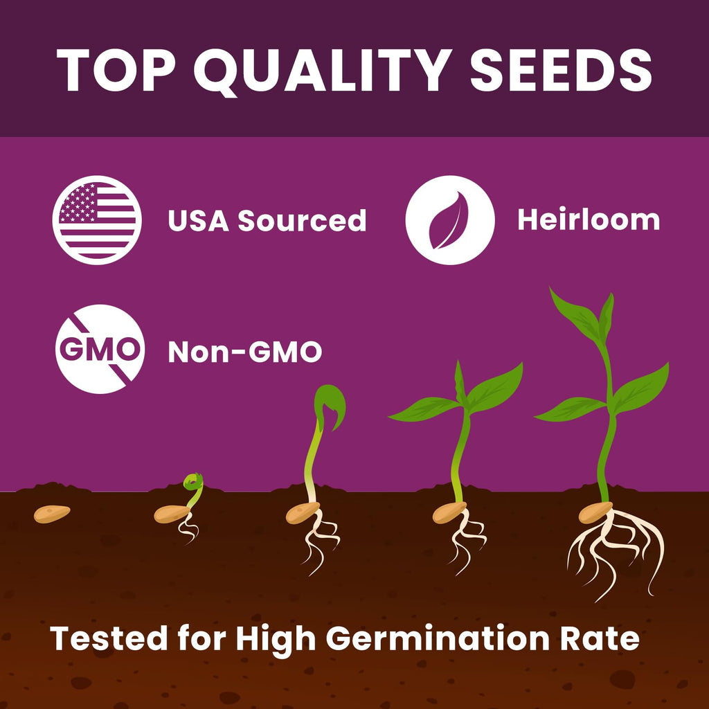 Creeping Thyme Seeds Ground Cover in official packaging, showcasing top quality, heirloom, and non-GMO attributes. Available at Curat Cart.