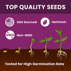 Creeping Thyme Seeds Ground Cover in official packaging, showcasing top quality, heirloom, and non-GMO attributes. Available at Curat Cart.