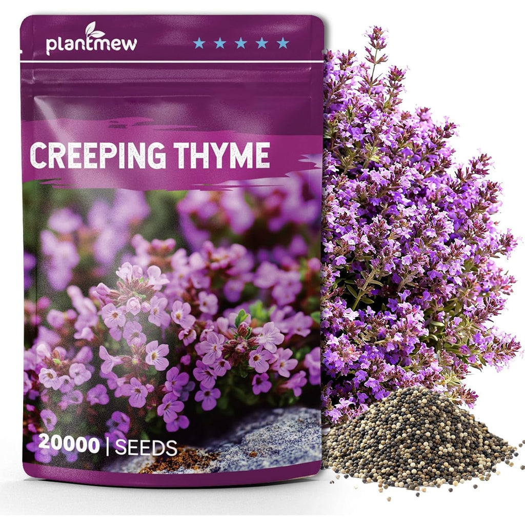 Premium imported Creeping Thyme Seeds from Curat Cart, ideal for lush ground cover with vibrant blooms. Enhance your garden today.
