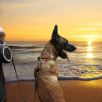 Retractable Dog Leash Heavy Duty for premium control, perfect for beach walks. Imported and available at Curat Cart.