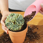 Bonsai soil scoops from Curat Cart feature high-quality material for precise planting. Perfect for garden enthusiasts.