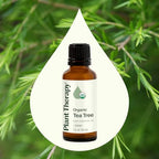 Buy now Plant Therapy Organic Tea Tree Oil (Melaleuca) 100% Pure, USDA Certified Organic, Undiluted, Natural Aromatherapy, Therapeutic Grade 30 mL (1 oz) at indiglob india