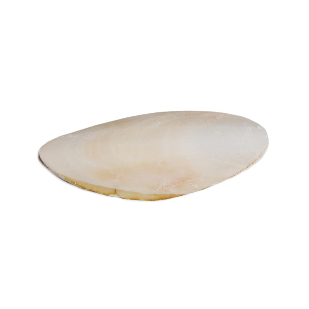 Prevue Pet Products Bpv1143 5-Inch Bird Cuttlebone, Medium