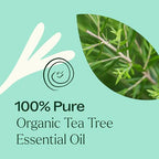 Buy now Plant Therapy Organic Tea Tree Oil (Melaleuca) 100% Pure, USDA Certified Organic, Undiluted, Natural Aromatherapy, Therapeutic Grade 30 mL (1 oz) at indiglob india