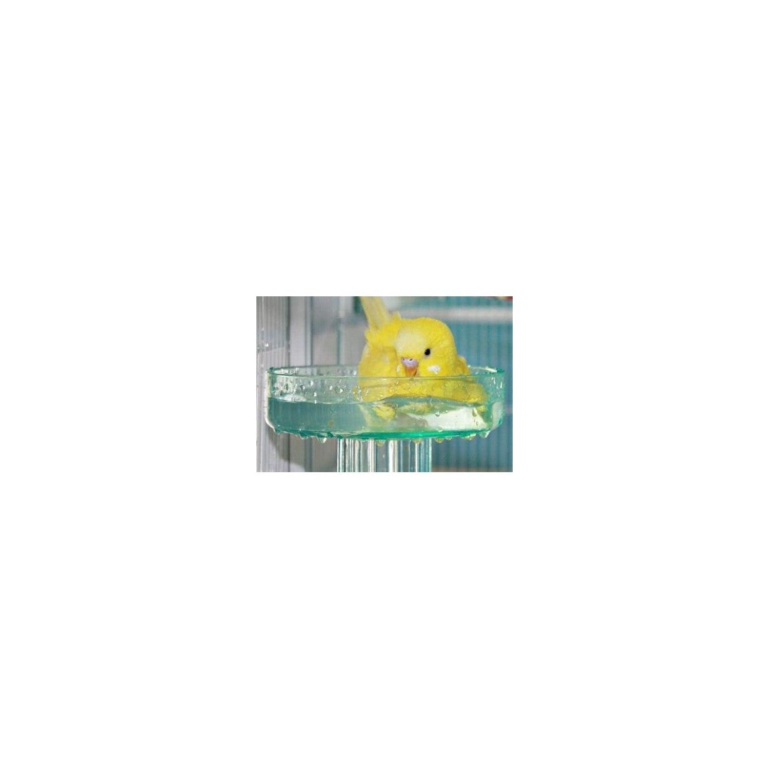 Buy now Lixit Quick Lock Bird Cage Bath for Lovebirds, Canaries, Finches, Parakeets, and Cockatiels and Other Small to Medium Feathered Friends (Pack of 1) at indiglob india