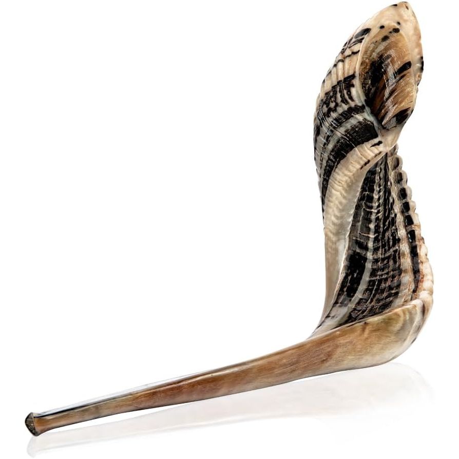 Buy now Holy Voice Kosher Ram Shofar Horn from Israel 12"-14" Traditional Half Polished, Holy Land Ancient Jewish Musical Instrument, Smooth Mouthpiece for Easy Blowing, Clear Sound Shofar 20"-22" at indiglob india