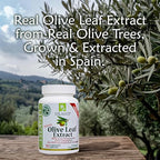 Buy now Olive Leaf Extract Capsules â€“ 25% Oleuropein (40% Total Polyphenols), Plus 20% Hydroxytyrosol Complex â€“ 100% Grown & Extracted in Spain (90 Capsules) at indiglob india