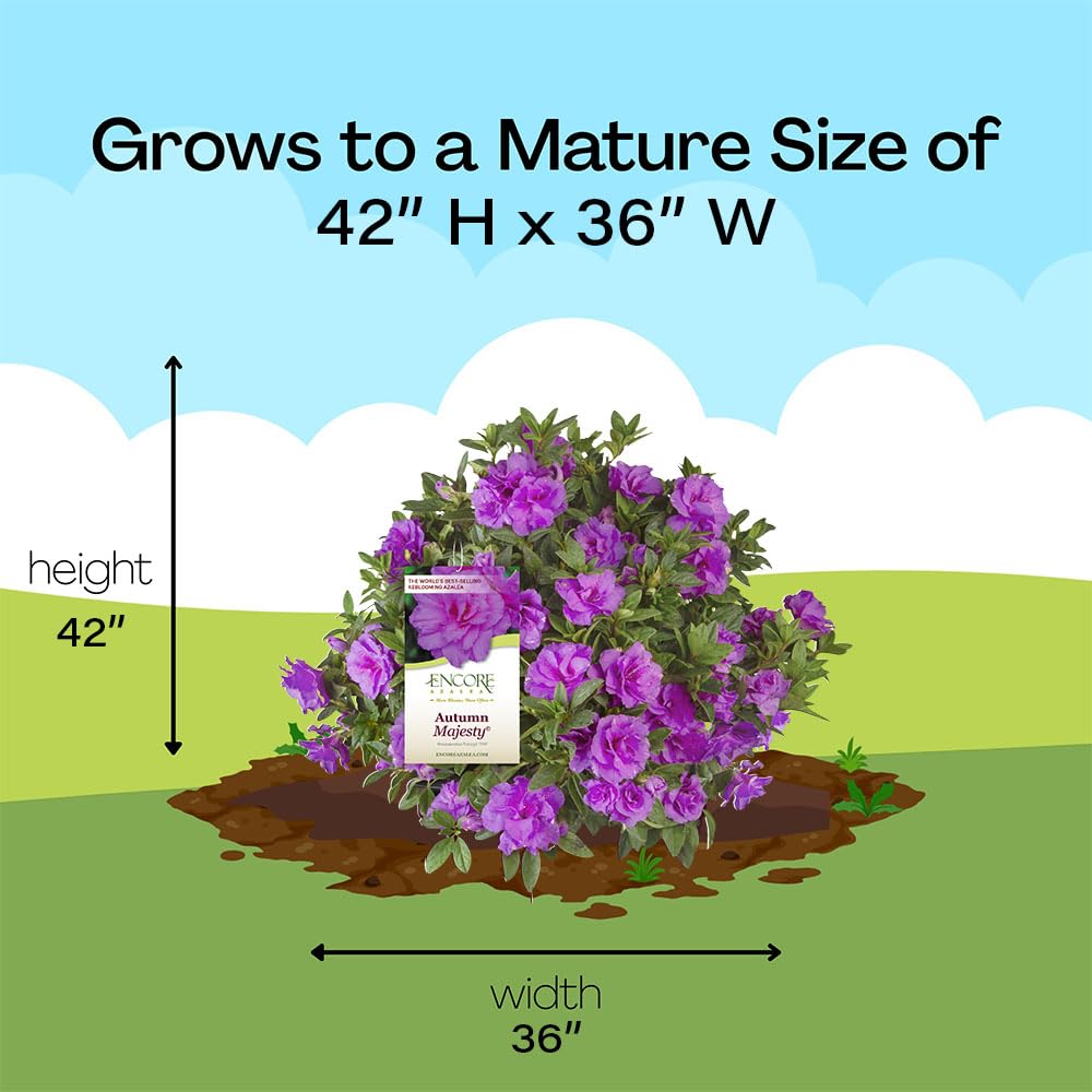 Encore Azalea 1 Gal. Autumn Majesty Shrub