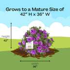 Encore Azalea 1 Gal. Autumn Majesty Shrub