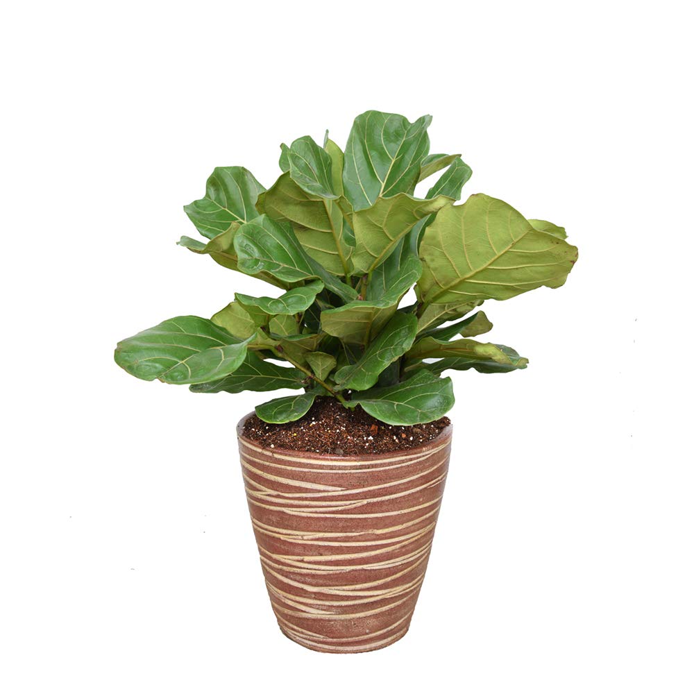 Perfect Plants Fiddle Leaf Fig Soil, 8 qt, Coconut Coir Potting Mix