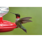 Buy now First Nature 3090 32-ounce Hummingbird Flower Feeder at indiglob india