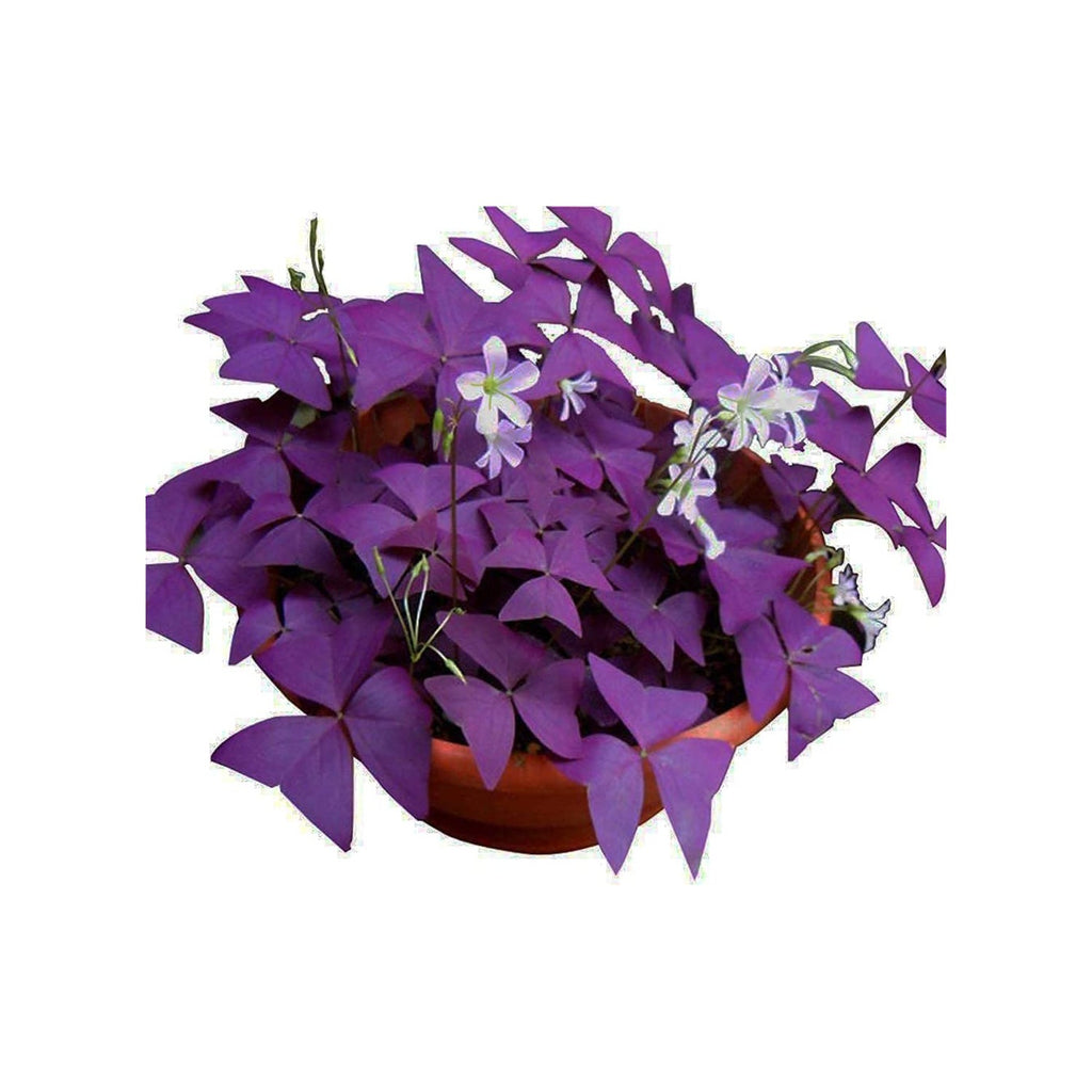 Oxalis Triangularis 10 Bulbs - Purple Shamrocks Lucky Lovely Flowers Bulbs Grows Indoor or Outdoor