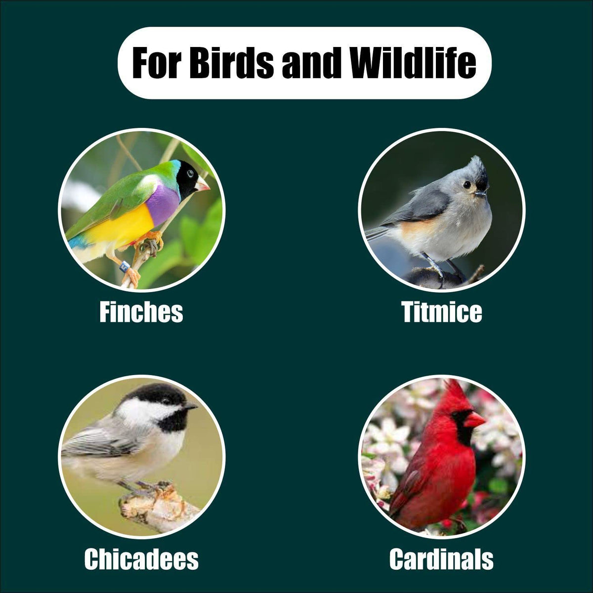Wildlife Black Oil Sunflower Seeds for Birds and Wildlife, Non-GMO & USA Grown on Small Farms (12 lbs)