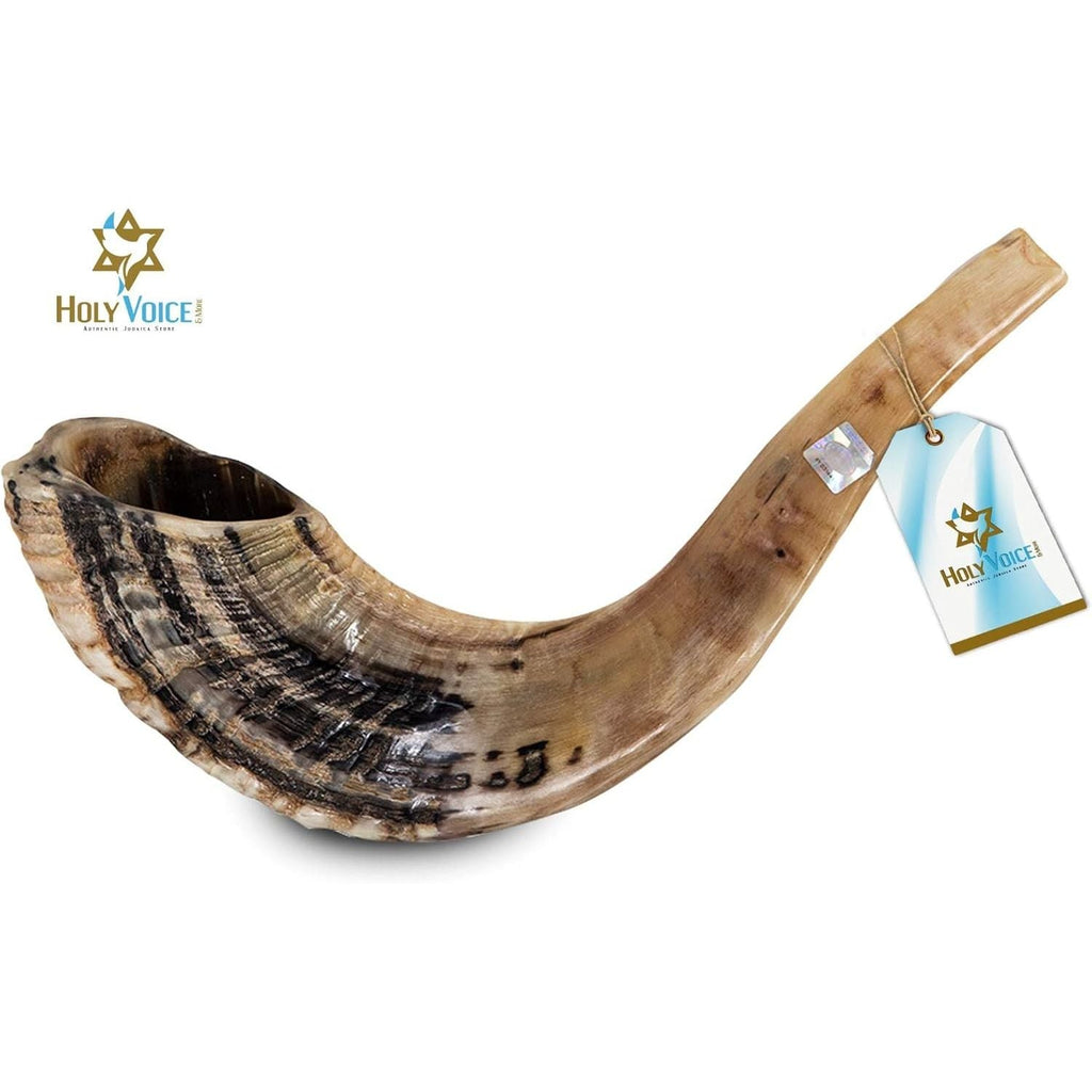 Buy now Holy Voice Kosher Ram Shofar Horn from Israel 12"-14" Traditional Half Polished, Holy Land Ancient Jewish Musical Instrument, Smooth Mouthpiece for Easy Blowing, Clear Sound Shofar at indiglob india