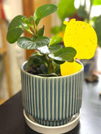 Fruit Fly & Fungus Gnat Traps, Yellow Sticky Traps, 40 Pack