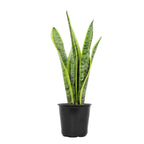 Altman Plants Live Snake Plant (Laurentii), Virtually Indestructible, Easy Succulent Houseplant, 4 in Pot