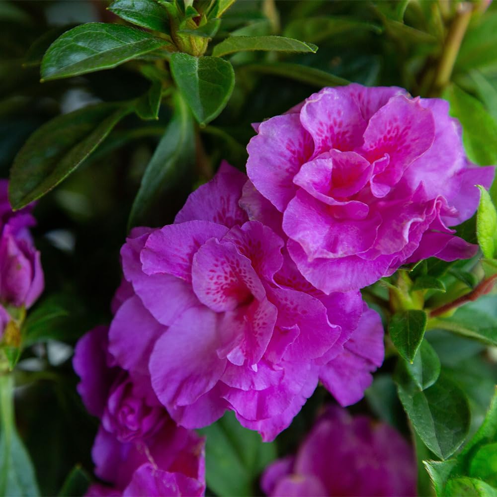Encore Azalea 1 Gal. Autumn Majesty Shrub