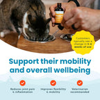 Paramount Pet Health Liquid Glucosamine Chondroitin MSM for Cats, Hip & Joint Support Supplement, Supports Mobility and Flexibility, Senior Cat Liquid Joint Supplement Drops for Daily Care, 2 oz