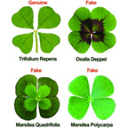 Buy now Genuine Real 4 Four-Leaf Clover Green Irish Shamrock St. Patric's Day Luucky Charm Pressed Flower Stuff for Favours Supplies DIY Crafts Handmade Art Materials Medium at indiglob india