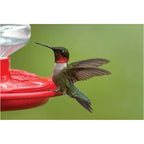 Buy now First Nature 3090 32-ounce Hummingbird Flower Feeder at indiglob india