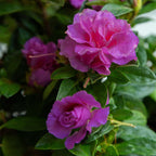 Encore Azalea 1 Gal. Autumn Majesty Shrub