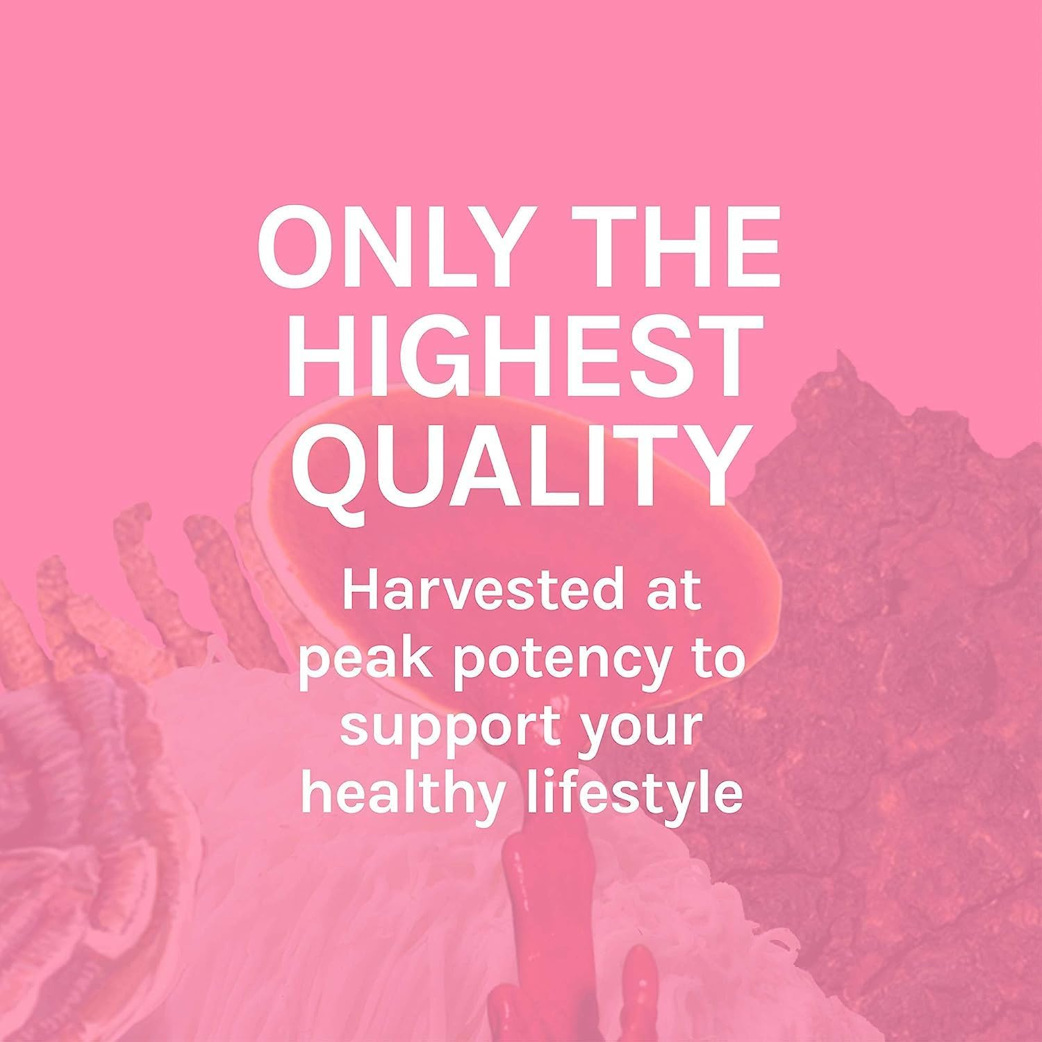 Buy now Host Defense Turkey Tail Capsules - Digestive Health & Immune Response Support Supplement - Mushroom Supplement for Gastrointestinal & Gut Microbiome Support - 60 Capsules (30 Servings)* at indiglob india