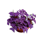 12PCS Purple Shamrocks Bulbs Good Luck Plant Purple Oxalis Bulbs for Planting Grows Indoor or Outdoor Oxalis Triangularis Bulb The Novice
