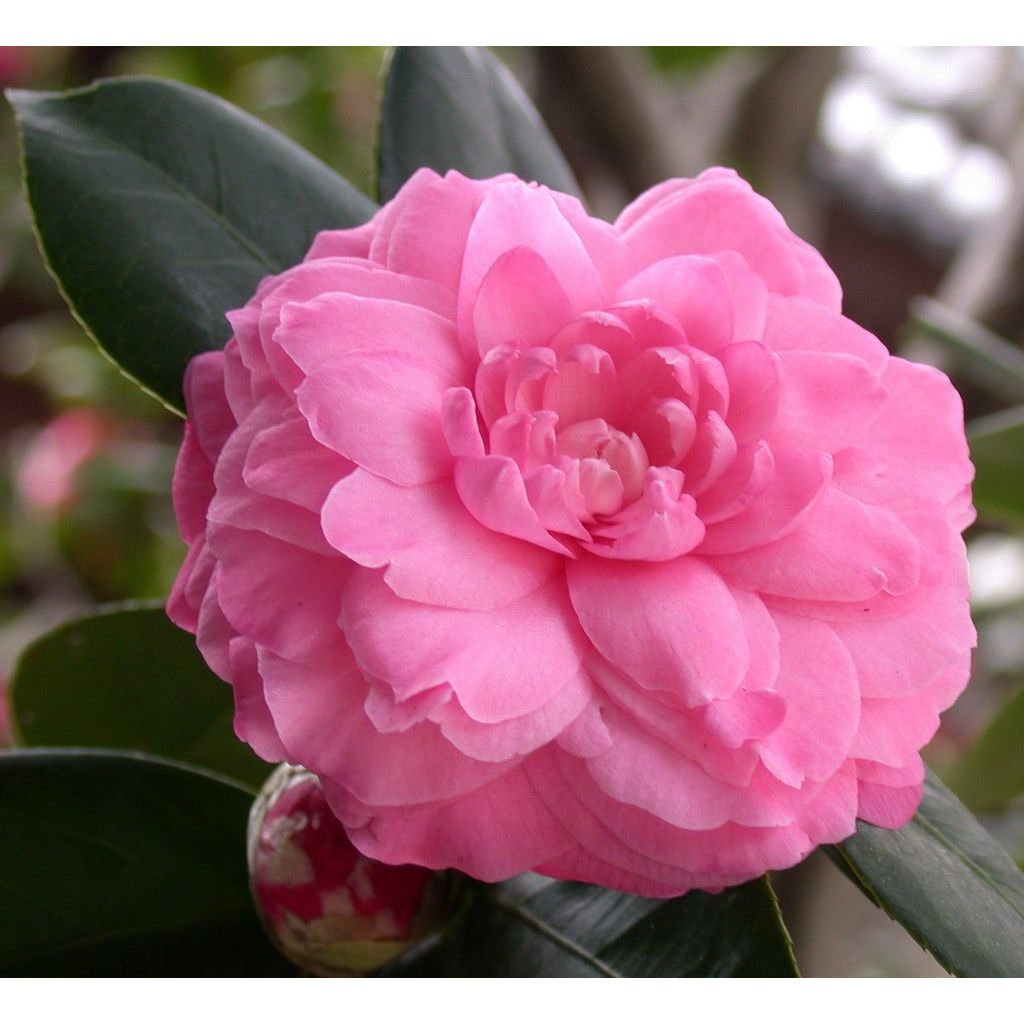 Buy now Sweet Essentials Organic Camellia Seed Oil | Imported From Japan | 4oz Bottle | 100% Pure | 100% Organic | For Hair & Skin Use | Japanese Beauty Oil | Camellia Oleifera at indiglob india