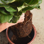 Perfect Plants Fiddle Leaf Fig Soil, 8 qt, Coconut Coir Potting Mix