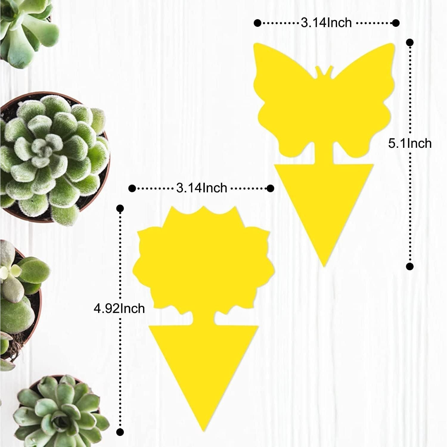 Buy now 36 Pack Fruit Fly Traps for Indoors, Gnat Traps for House Indoor, Sticky Traps Fungus Gnats Killer for Mosquito and Flying Insects, Bug Pest Insect Catcher Killer for Houseplant at indiglob india