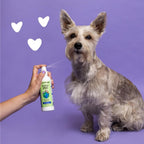 earthbath Shea Butter Spray, Dog Dandruff Relief, 8 Oz (1 Pack)