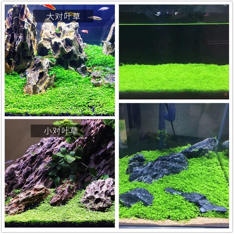 Buy now Aquarium Plant S.e,e,ds. not Fish Tank Aritificial Plastic Plant,10gram Mini-Leaf+8grame Long Hair Grass Fresh Water Carpet Decor at indiglob india