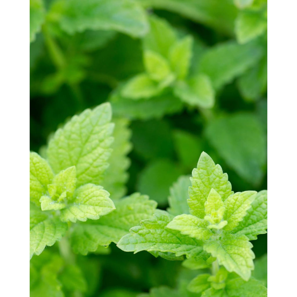Buy now Herb Pharm Certified Organic Lemon Balm Liquid Extract for Calming Nervous System Support, Alcohol-Free Glycerite, 1 Oz at indiglob india