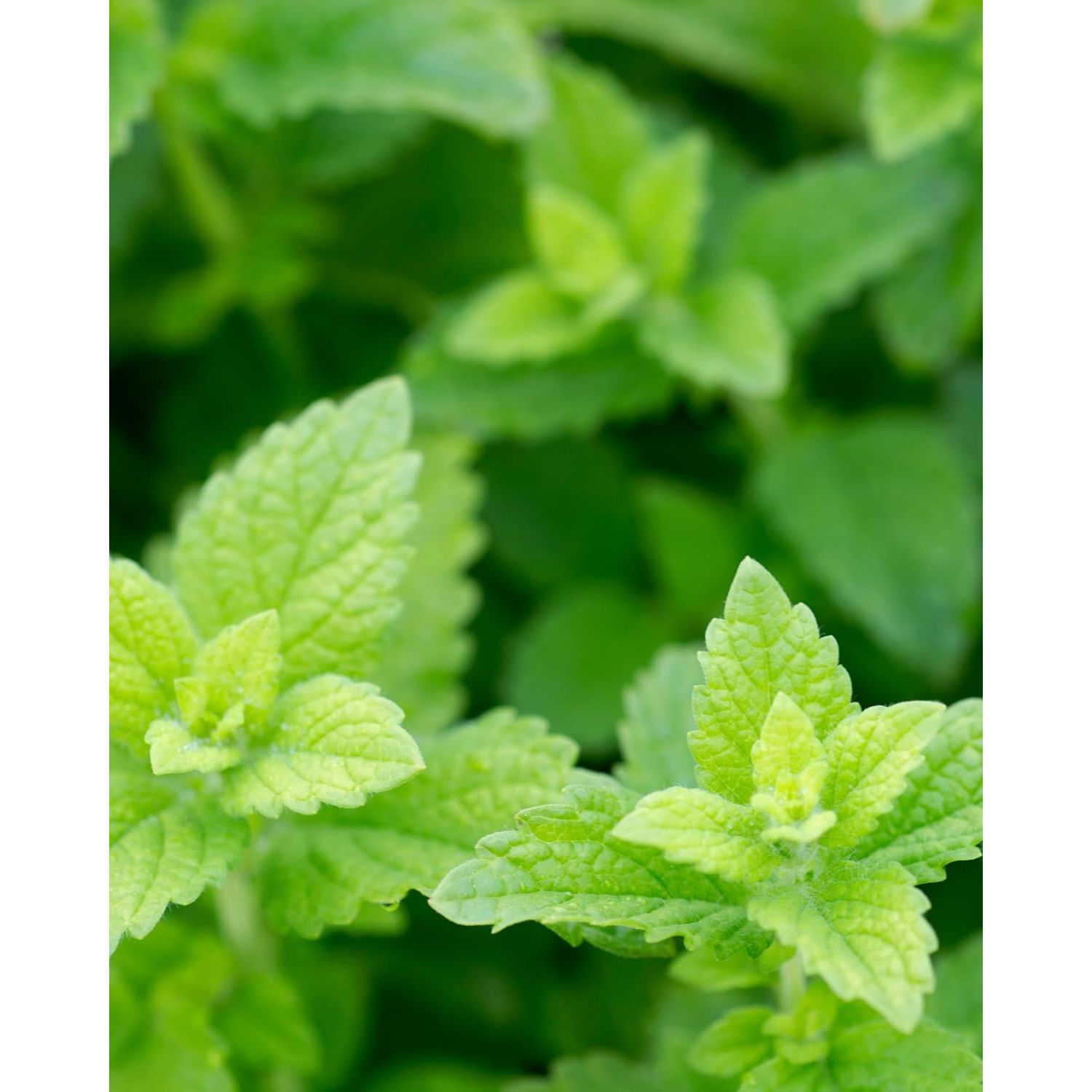 Buy now Herb Pharm Certified Organic Lemon Balm Liquid Extract for Calming Nervous System Support, Alcohol-Free Glycerite, 1 Oz at indiglob india