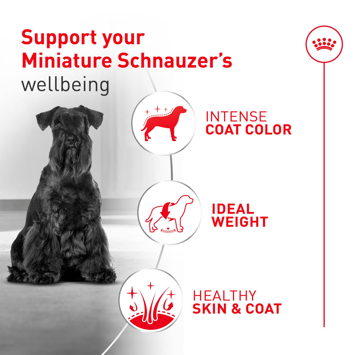 ROYAL CANIN Miniature Schnauzer Adult Dry Dog Food, 10 lb Bag
