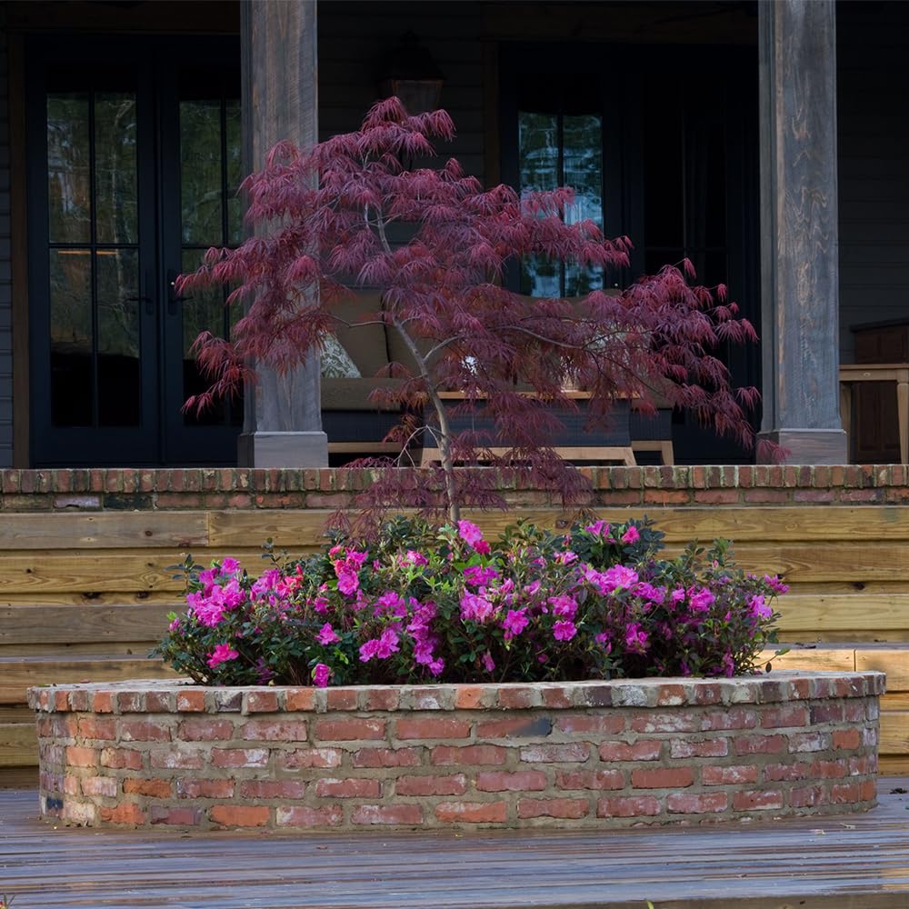 Encore Azalea 1 Gal. Autumn Majesty Shrub