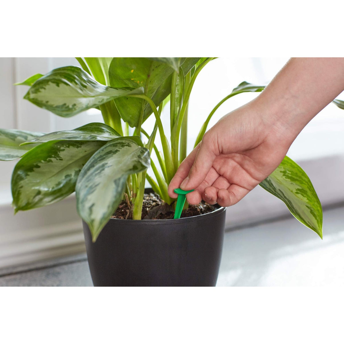 Miracle-Gro Indoor Plant Food Spikes, 48 Spikes (2-Pack)