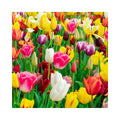 35 Mixed Tulip Bulbs – Assorted for Spring Color – Perfect for Beds, Borders & Containers – Bulk Pack of Flowers for Spring – Easy Fall Planting - Live Garden - Bulb Size 11/12cm - Willard & May