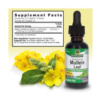 Buy now Nature's Answer Mullein Herb - Mullein Leaf Extract for Lungs - Alcohol Free, Non GMO, Made in USA - Supports Respiratory Function & Promotes Healthy Lungs - Mullein Leaf 1 Ounce Extract at indiglob india